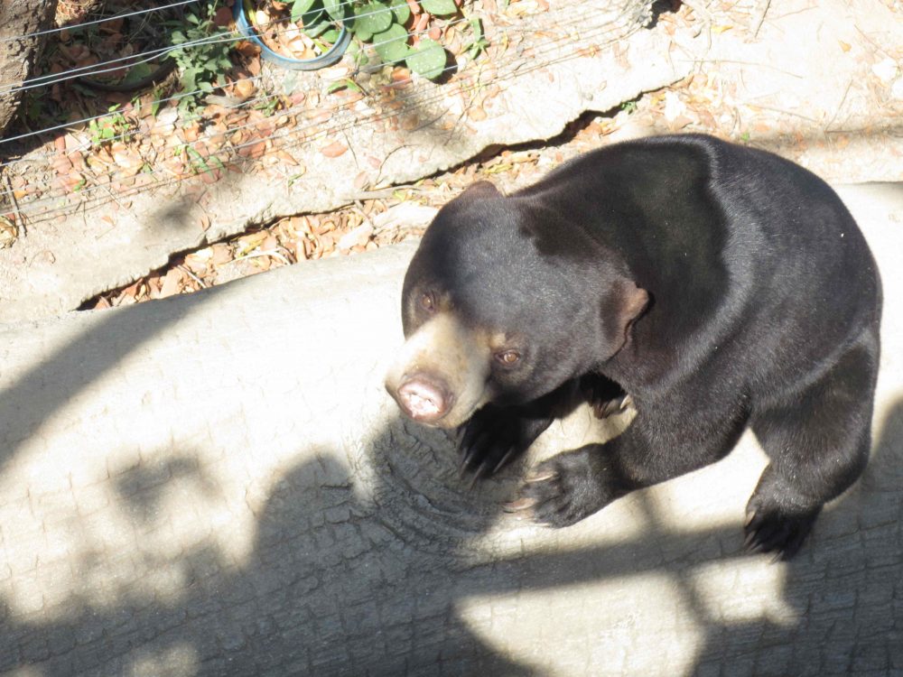Sun Bear Cub Finds Sanctuary & Avoids Being Bear Paw Soup